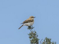 Oenanthe hispanica 13, Westelijke blonde tapuit, Saxifraga-Bart Heijne