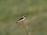 Oenanthe hispanica 2, Westelijke blonde tapuit, Saxifraga-Piet Munsterman