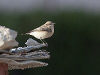Oenanthe hispanica 7, Westelijke blonde tapuit, Saxifraga-Mark Zekhuis
