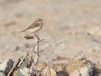 Oenanthe hispanica 8, Westelijke blonde tapuit, Saxifraga-Mark Zekhuis