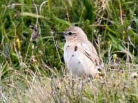 Oenanthe isabellina 15, Izabeltapuit, Saxifraga-Bart Vastenhouw