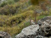 Oenanthe melanoleuca 3, Oostelijke blonde tapuit, adult, male, Saxifraga-Theo Verstrael