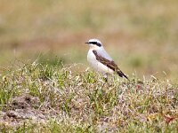 Oenanthe oenanthe 104, Tapuit, Saxifraga-Bart Vastenhouw