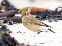 Oenanthe oenanthe 106, Tapuit, Saxifraga-Bart Vastenhouw