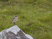 Oenanthe oenanthe 115, Tapuit, Saxifraga-Jan Nijendijk