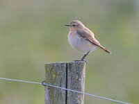 Oenanthe oenanthe 117, Tapuit, Saxifraga-Tom Heijnen
