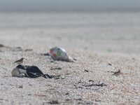 Oenanthe oenanthe 120, Tapuit, Saxifraga-Mark Zekhuis