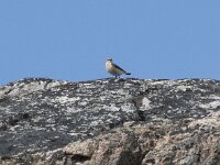 Oenanthe oenanthe 122, Tapuit, Saxifraga-Willem van Kruijsbergen