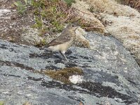 Oenanthe oenanthe 123, Tapuit, Saxifraga-Willem van Kruijsbergen