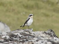 Oenanthe oenanthe 126, Tapuit, Saxifraga-Willem van Kruijsbergen