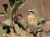 Oenanthe oenanthe 15, Tapuit, Saxifraga-Iztok Skornik