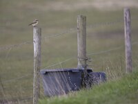 Oenanthe oenanthe 17, Tapuit, Saxifraga-Luc Hoogenstein