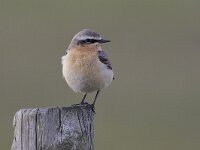 Oenanthe oenanthe 20, Tapuit, Saxifraga-Luc Hoogenstein