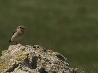 Oenanthe oenanthe 23, Tapuit, Saxifraga-Marijke Verhagen