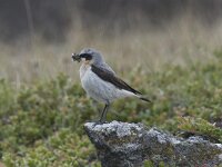 Oenanthe oenanthe 25, Tapuit, Saxifraga-Peter Stein