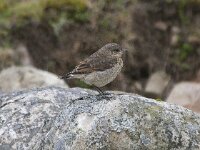 Oenanthe oenanthe 27, Tapuit, Saxifraga-Kees van Berkel : tapuit