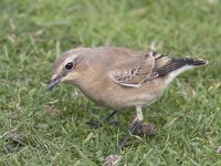Oenanthe oenanthe 32, Tapuit, Saxifraga-Mark Zekhuis