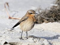 Oenanthe oenanthe 38, Tapuit, Saxifraga-Bart Vastenhouw