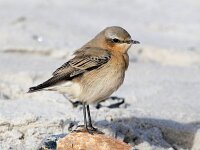 Oenanthe oenanthe 40, Tapuit, Saxifraga-Bart Vastenhouw