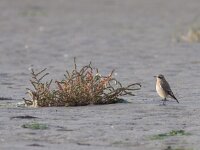 Oenanthe oenanthe 44, Tapuit, Saxifraga-Mark Zekhuis