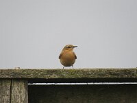 Oenanthe oenanthe 49, Tapuit, Saxifraga-Henk Sierdsema