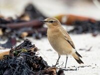 Oenanthe oenanthe 95, Tapuit, Saxifraga-Bart Vastenhouw