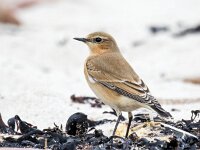 Oenanthe oenanthe 97, Tapuit, Saxifraga-Bart Vastenhouw