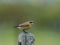 Oenanthe oenanthe ssp leucorhoa 14, Tapuit, Saxifraga-Piet Munsterman