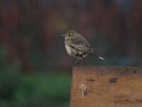 Oenanthe pleschanka 2, Bonte tapuit, Saxifraga-Henk Sierdsema
