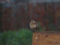 Oenanthe pleschanka 4, Bonte tapuit, Saxifraga-Henk Sierdsema