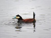Oxyura jamaicensis 3, Rosse stekelstaart, Saxifraga-Henk Sierdsema