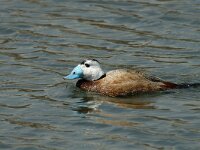 Oxyura leucocephala 2, Witkopeend, male, Saxifraga-Jan van der Straaten