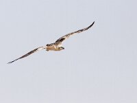 Pandion haliaetus 14, Visarend, Saxifraga-Mark Zekhuis