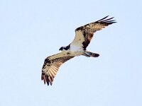 Pandion haliaetus 33, Visarend, Saxifraga-Bart Vastenhouw