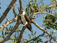 Pandion haliaetus 5, Visarend, Saxifraga-Mark Zekhuis