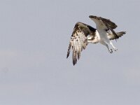 Pandion haliaetus 6, Visarend, Saxifraga-Mark Zekhuis