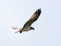 Pandion haliaetus 7, Visarend, Saxifraga-Bart Vastenhouw