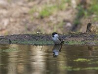 Parus palustris 79, Glanskop, Saxifraga-Jan Nijendijk