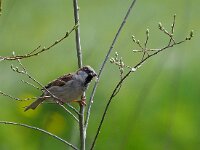 Passer domesticus 145, Huismus, Saxifraga-Hans Dekker