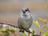 Passer domesticus 157, Huismus, Saxifraga-Bart Vastenhouw