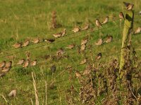 Passer domesticus 161, Huismus, Saxifraga-Mark Zekhuis