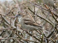 Passer domesticus 20, Huismus, Saxifraga-Henk Baptist