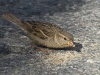 Passer domesticus 41, Huismus, Saxifraga-Willem van Kruijsbergen
