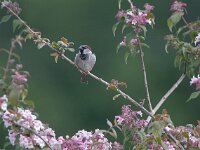 Passer domesticus 5, Huismus, Saxifraga-Mark Zekhuis
