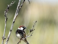 Passer hispaniolensis 15, Spaanse mus, adult, male, Saxifraga-Theo Verstrael