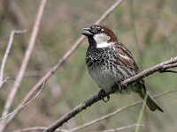 Passer hispaniolensis 2, Spaanse mus, Saxifraga-Iztok Skornik