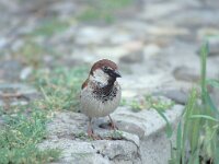 Passer italiae 2, Italiaanse mus, male, Saxifraga-Luc Hoogenstein