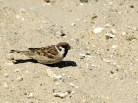 Passer montanus 10, Ringmus, Saxifraga-Jan van der Straaten
