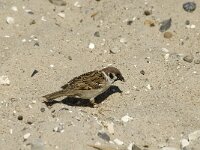Passer montanus 14, Ringmus, Saxifraga-Jan van der Straaten