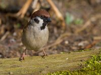 Passer montanus 24, Ringmus, Saxifraga-Jan Nijendijk
